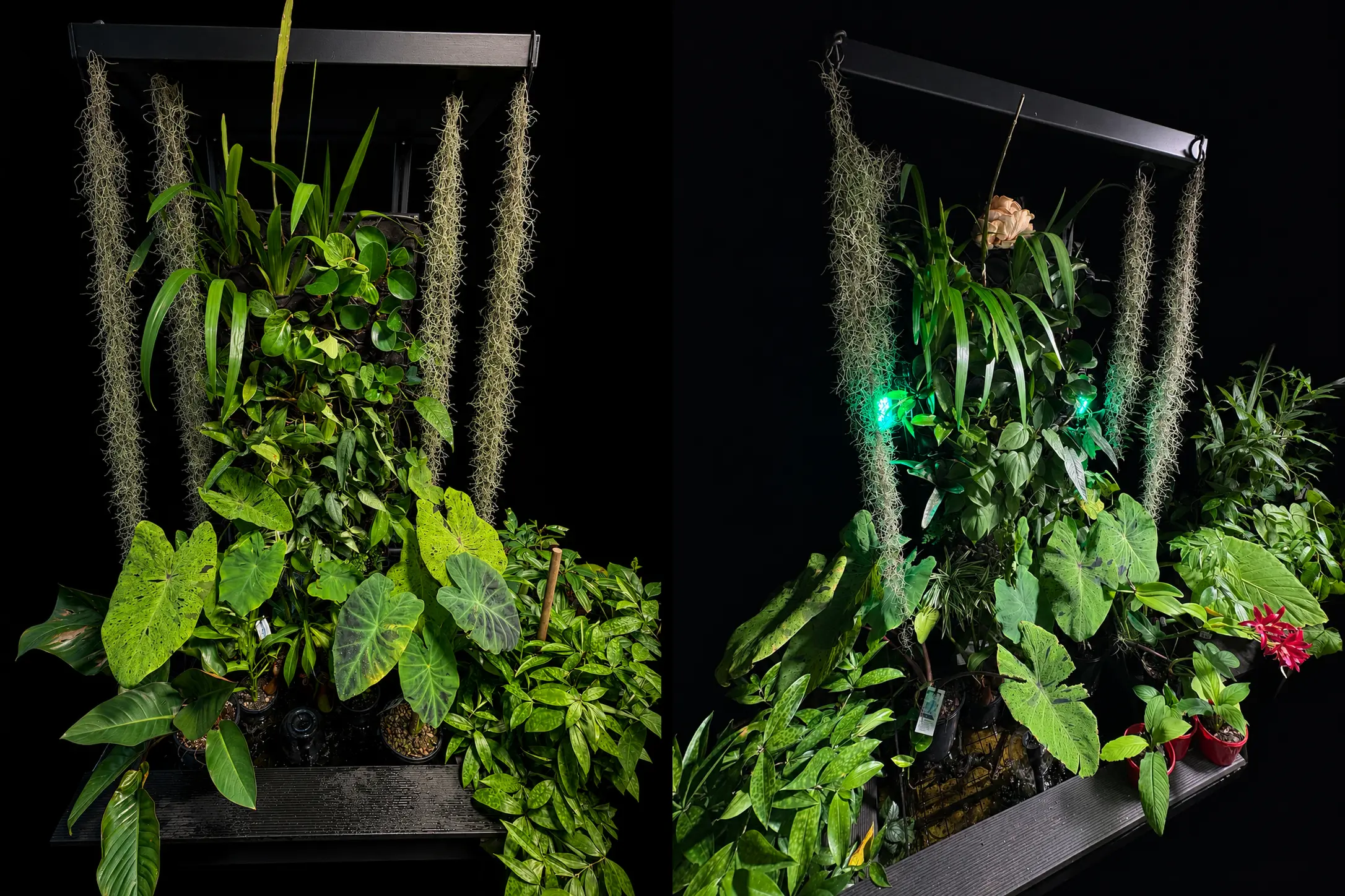 A dramatic tropical plant wall
