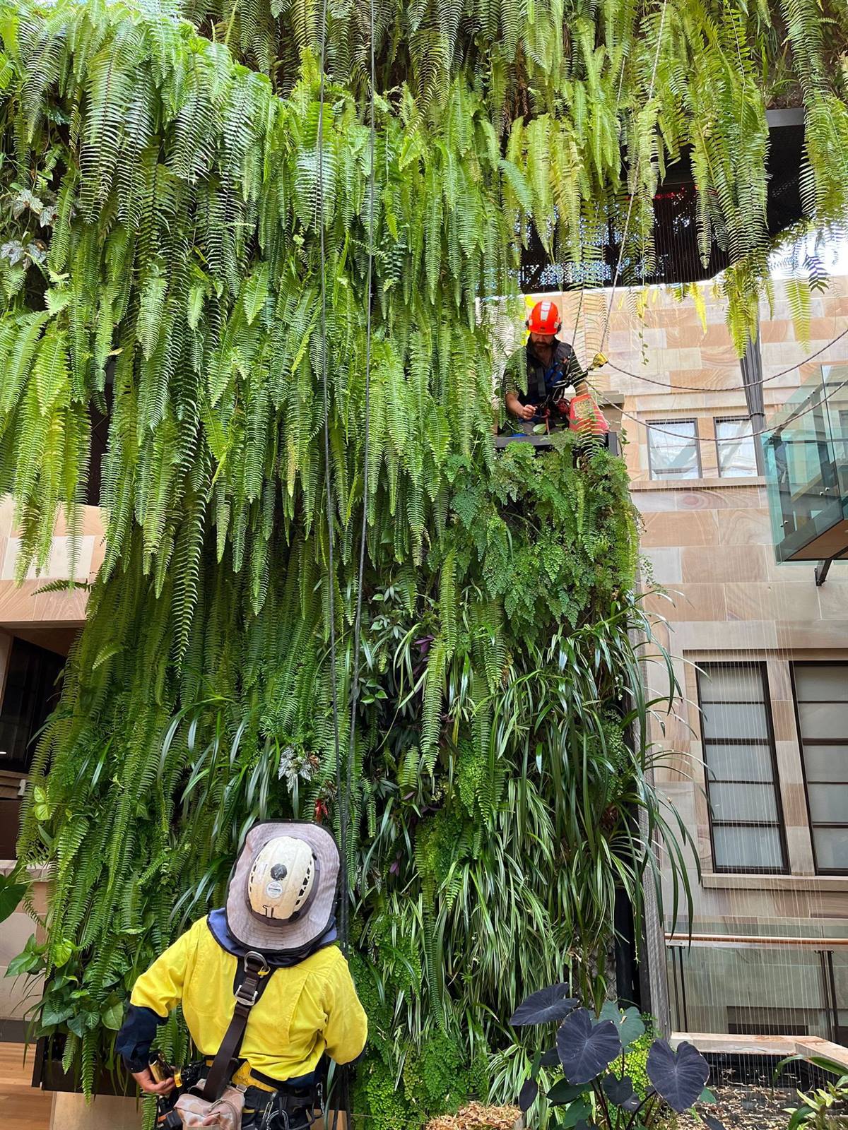 Healthy plants maintained in an indoor display